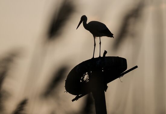 Russia Wildlife Storks