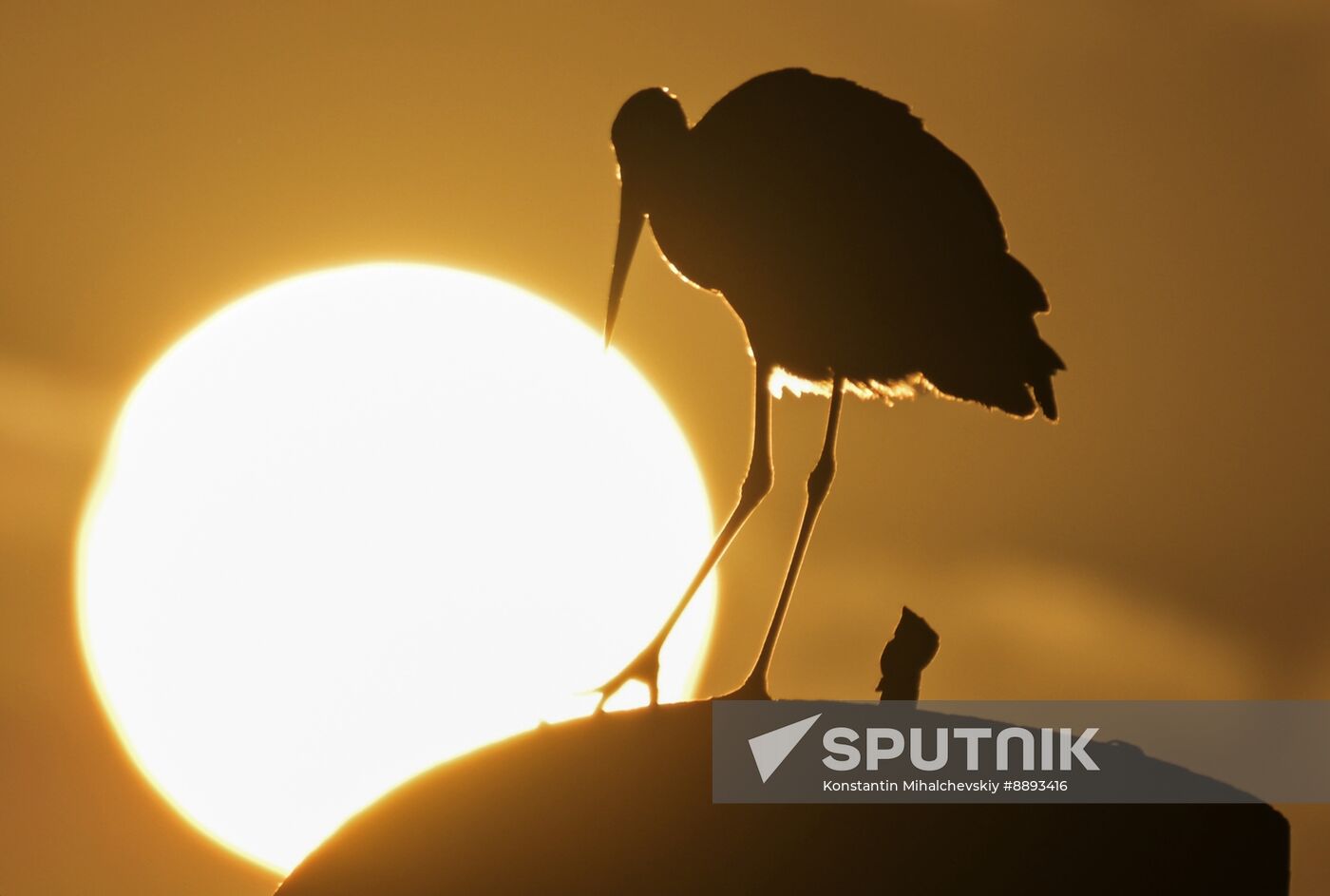 Russia Wildlife Storks