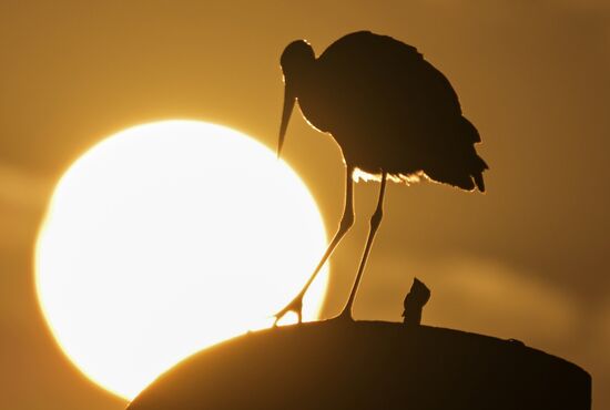 Russia Wildlife Storks