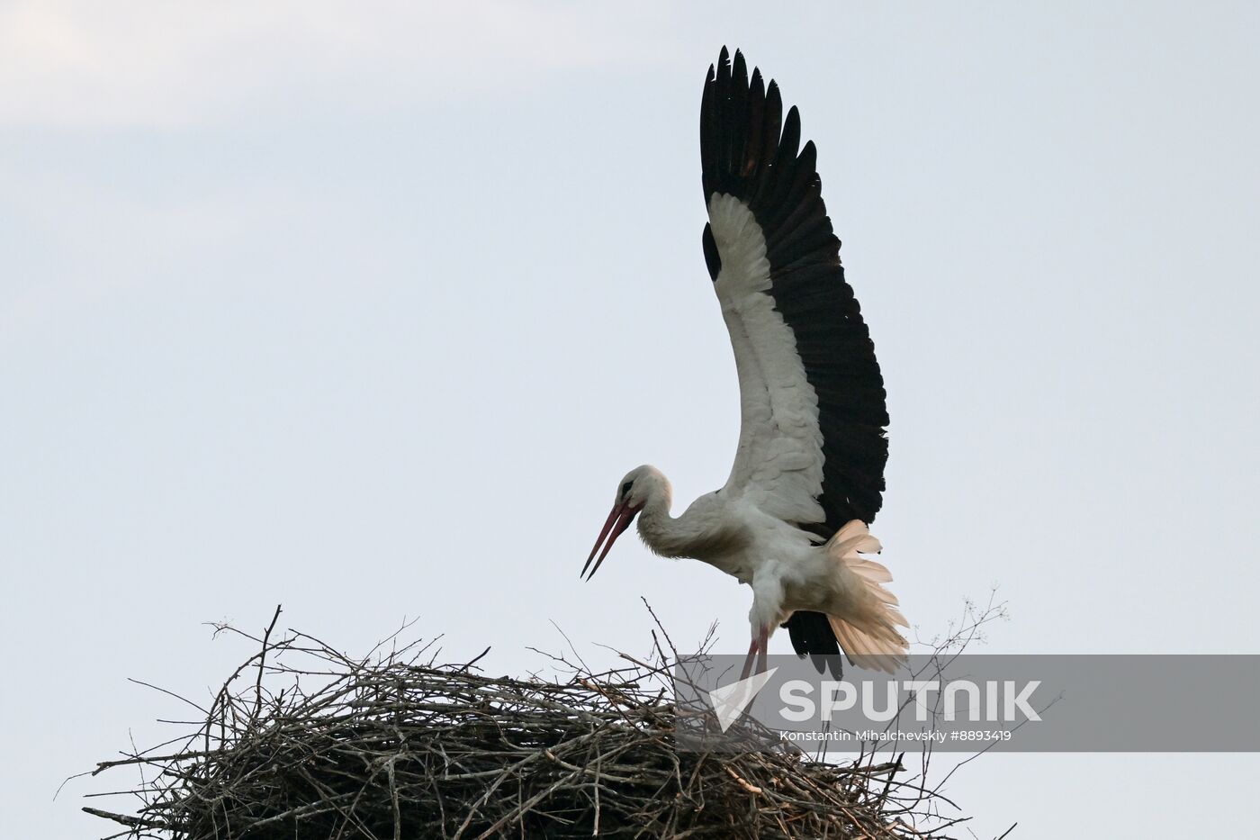 Russia Wildlife Storks