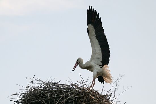Russia Wildlife Storks