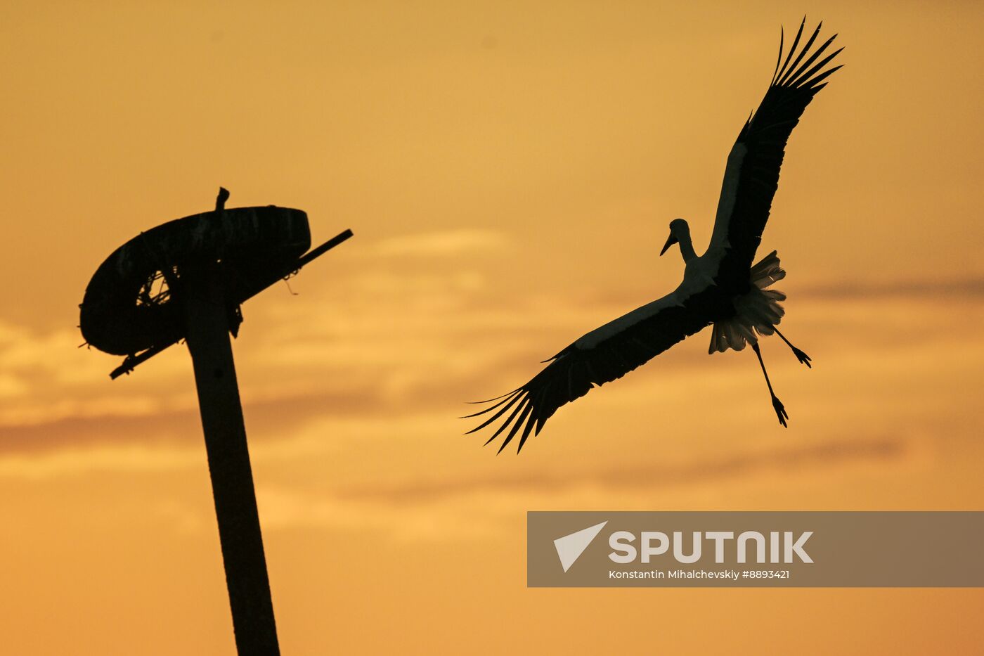 Russia Wildlife Storks