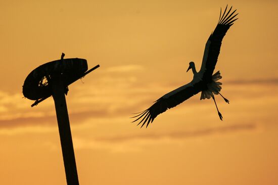 Russia Wildlife Storks