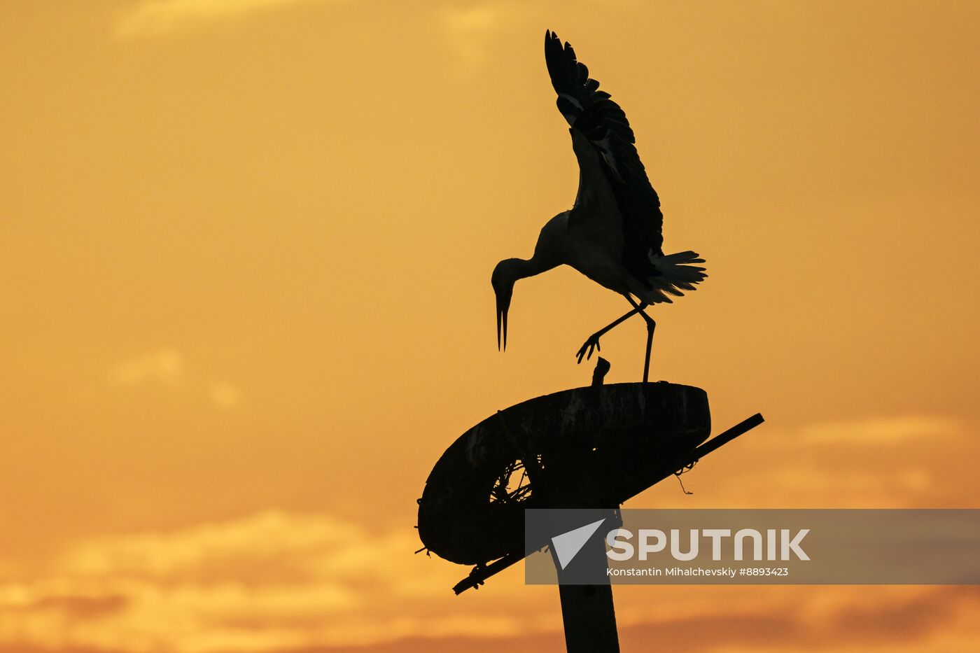 Russia Wildlife Storks