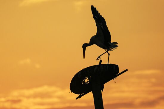 Russia Wildlife Storks