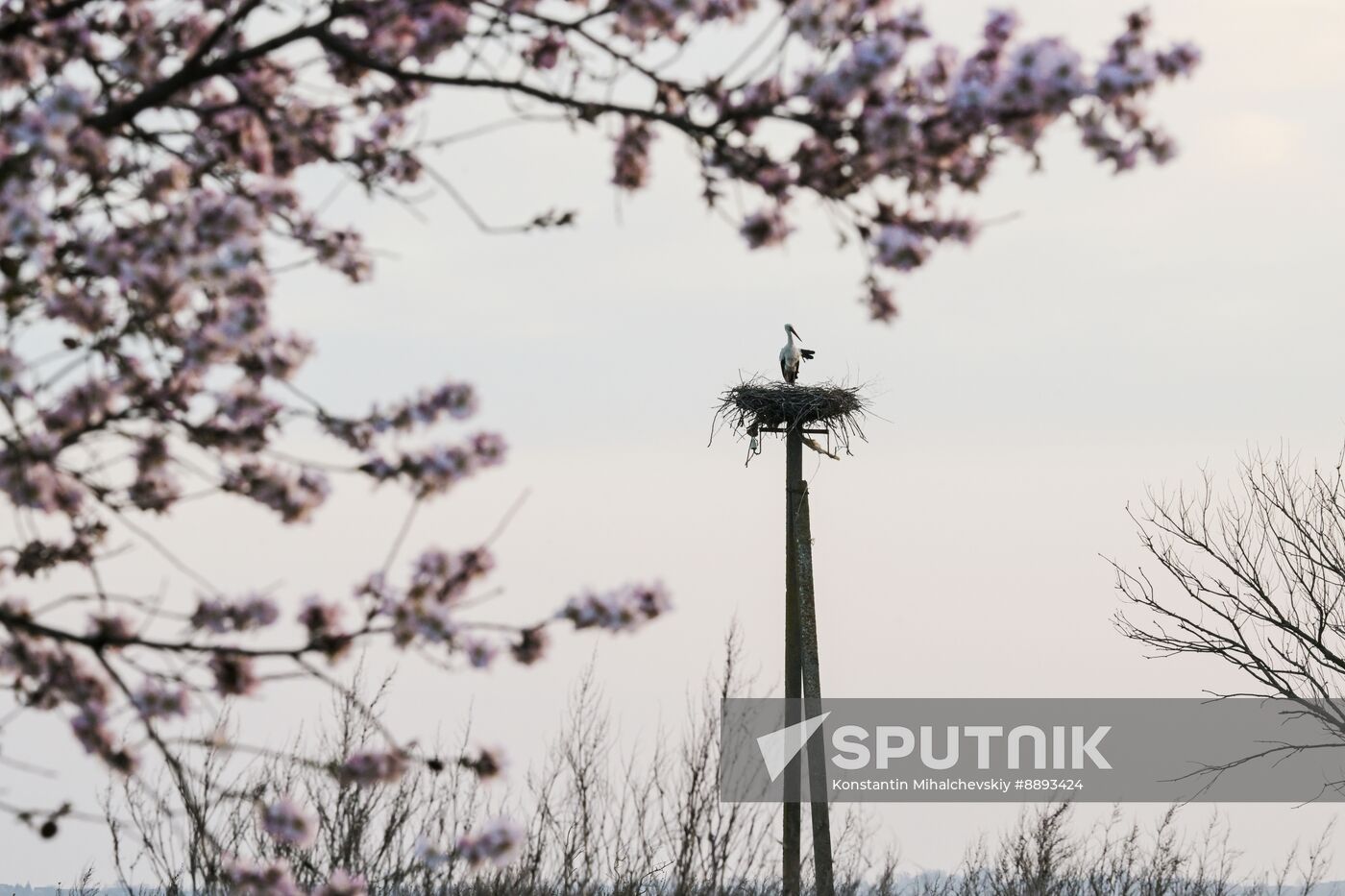 Russia Wildlife Storks
