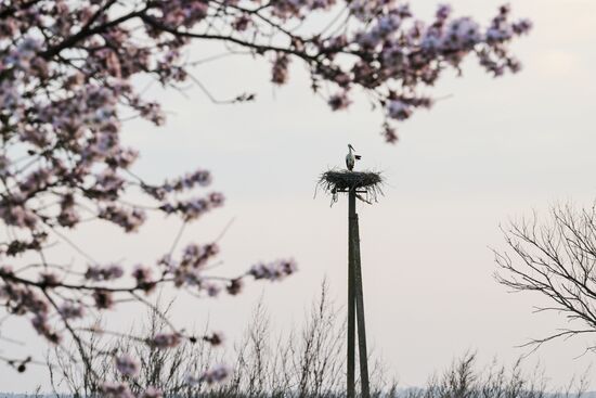 Russia Wildlife Storks