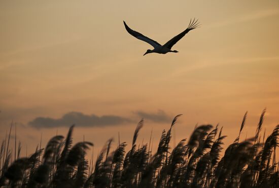 Russia Wildlife Storks