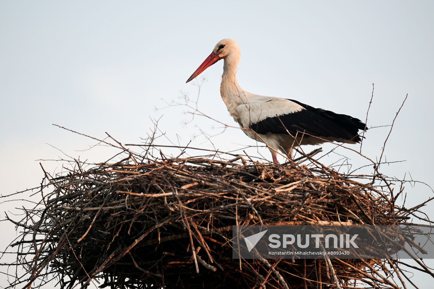 Russia Wildlife Storks