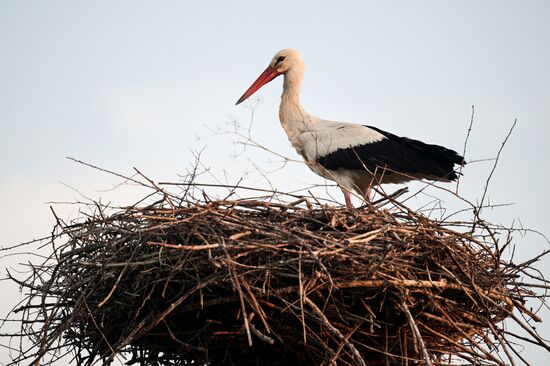 Russia Wildlife Storks