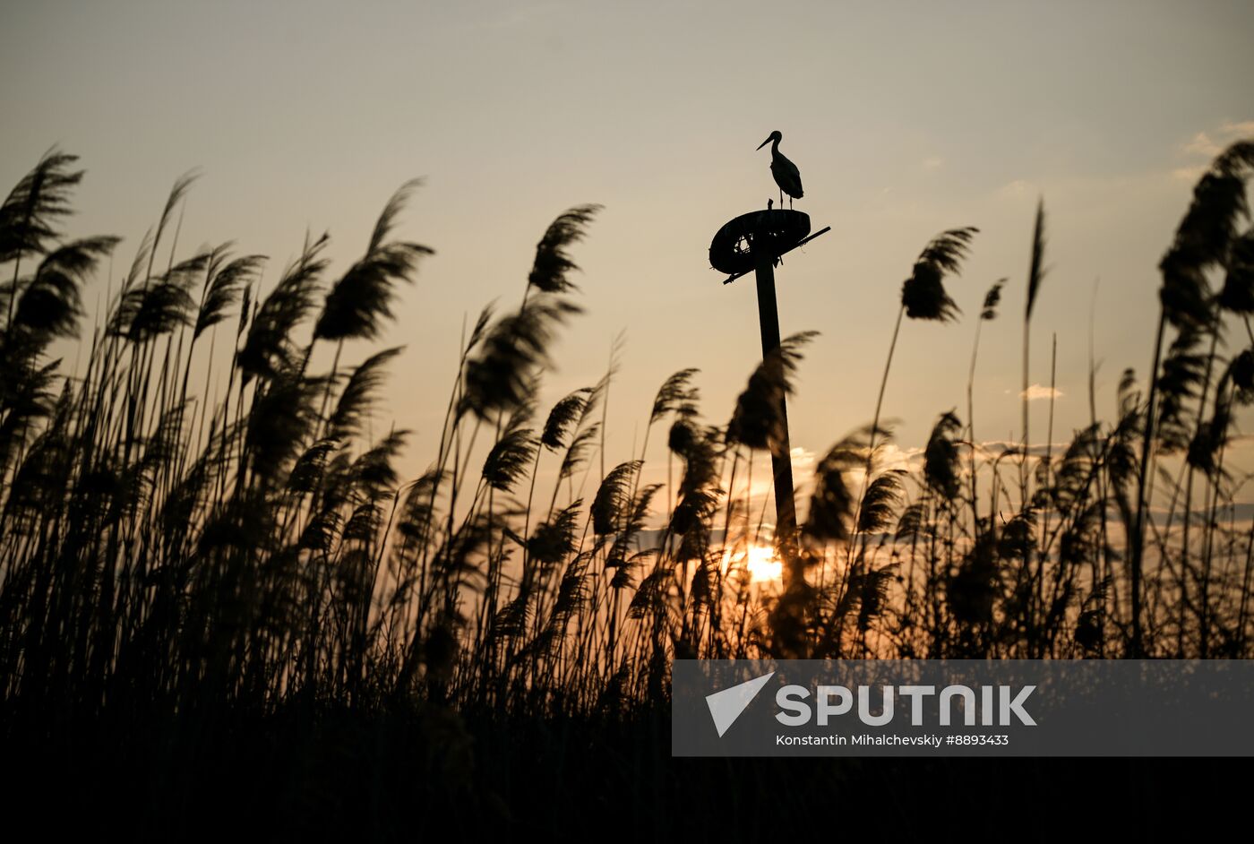Russia Wildlife Storks