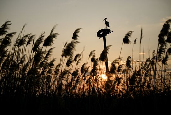 Russia Wildlife Storks