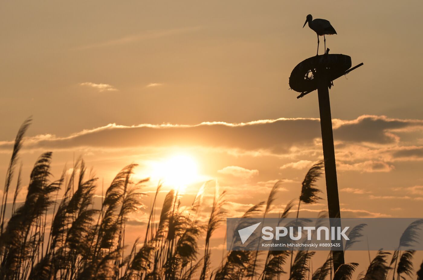 Russia Wildlife Storks