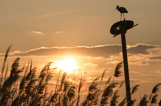 Russia Wildlife Storks
