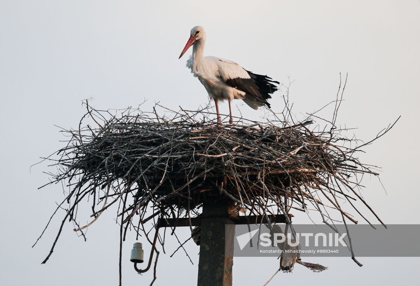 Russia Wildlife Storks