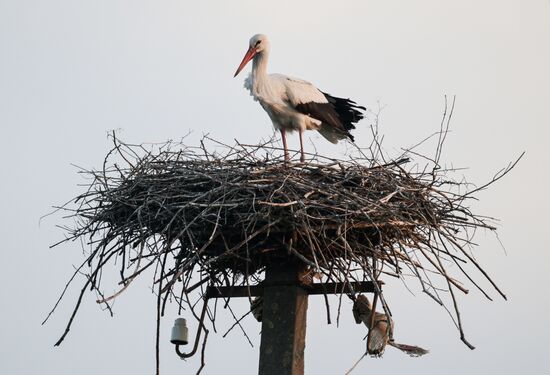 Russia Wildlife Storks