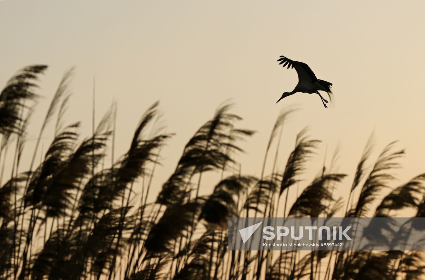 Russia Wildlife Storks