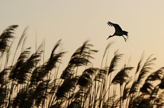Russia Wildlife Storks