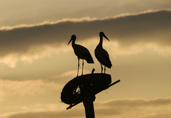 Russia Wildlife Storks