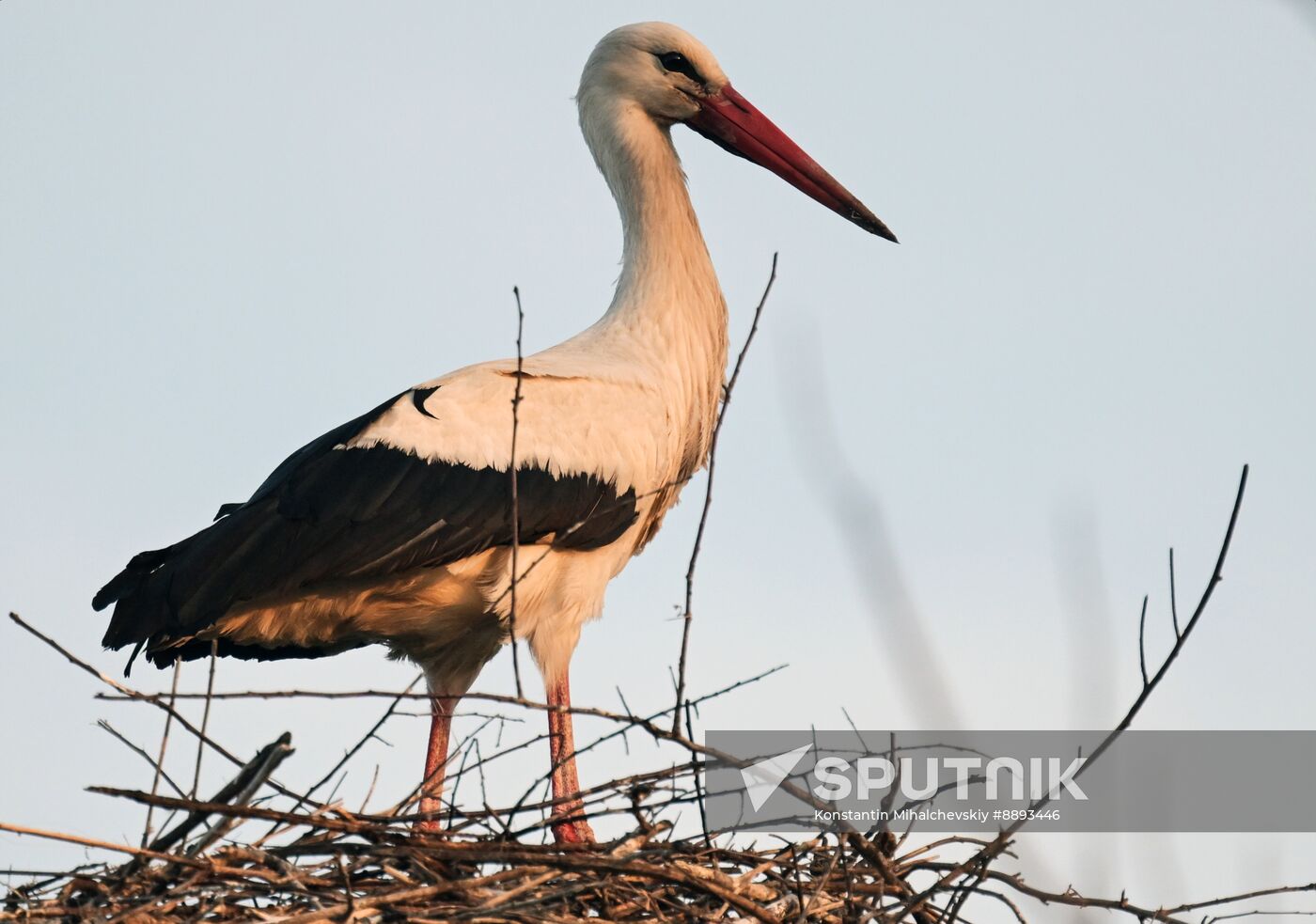 Russia Wildlife Storks