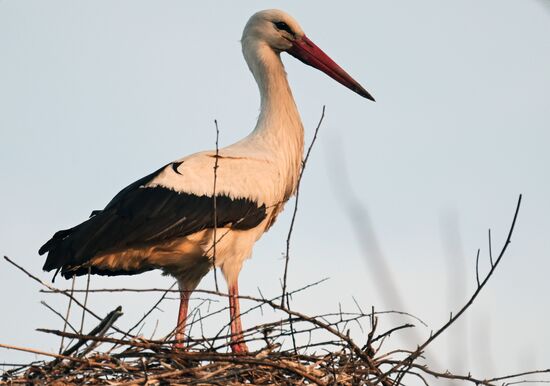Russia Wildlife Storks