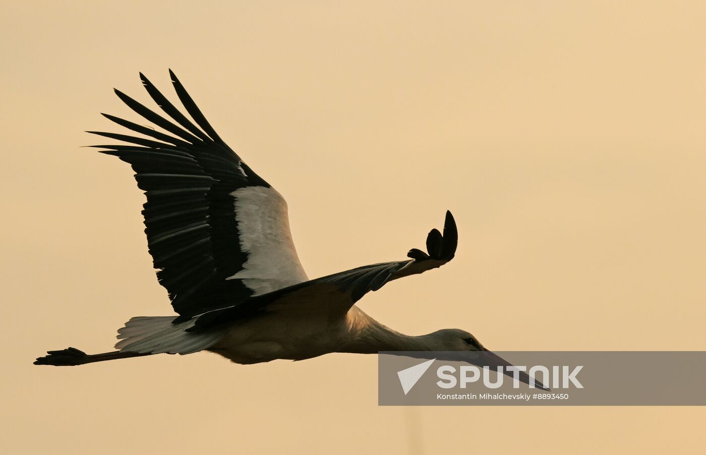 Russia Wildlife Storks