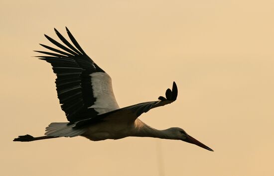 Russia Wildlife Storks