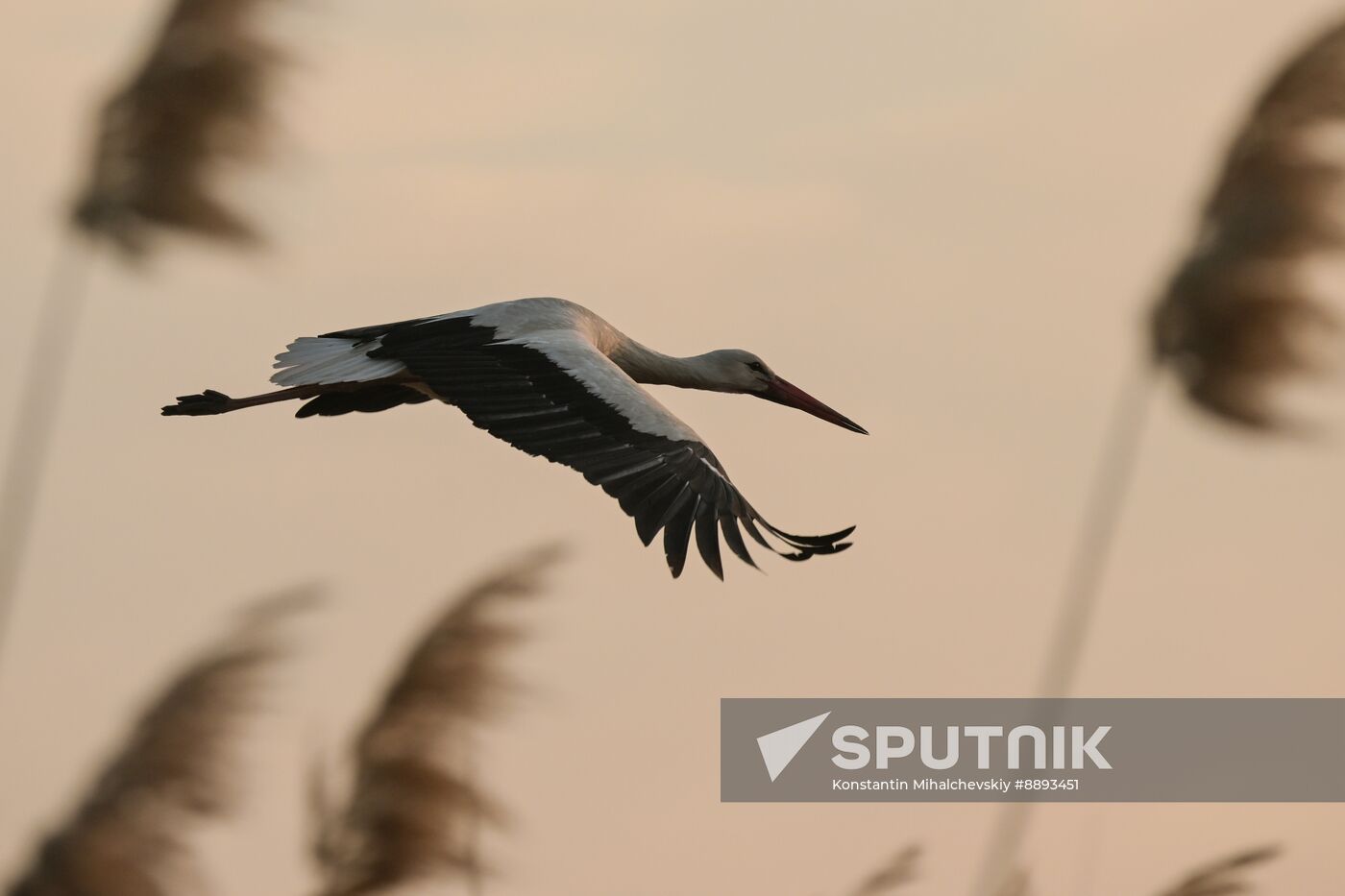 Russia Wildlife Storks