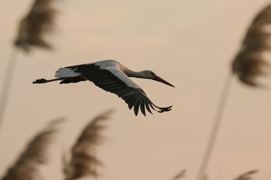 Russia Wildlife Storks