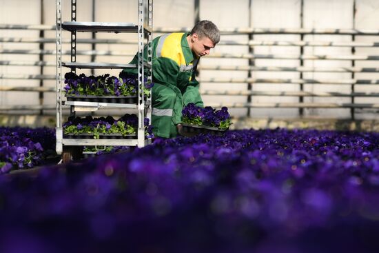 Russia Flower Growing