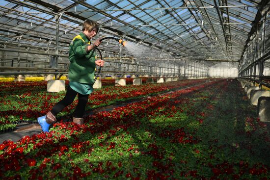 Russia Flower Growing