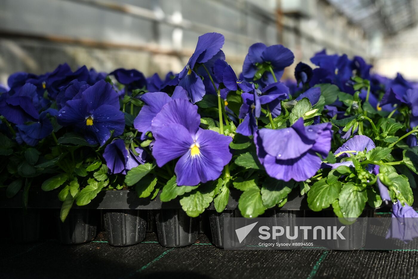 Russia Flower Growing