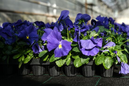 Russia Flower Growing