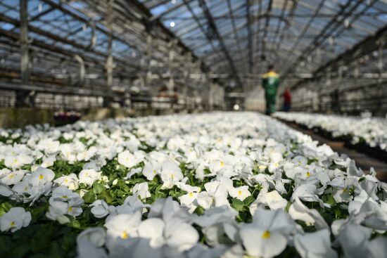 Russia Flower Growing