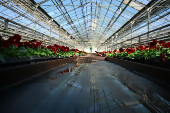 Russia Flower Growing