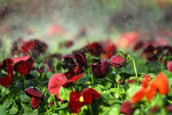 Russia Flower Growing