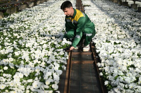 Russia Flower Growing