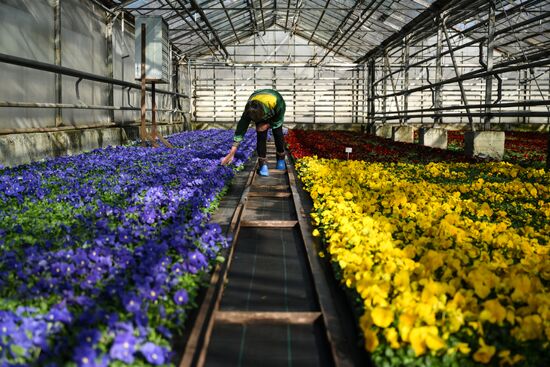 Russia Flower Growing