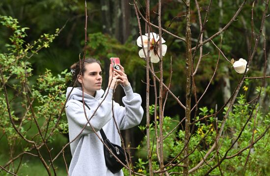 Russia Environment Cherry Blossom