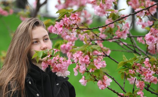 Russia Environment Cherry Blossom