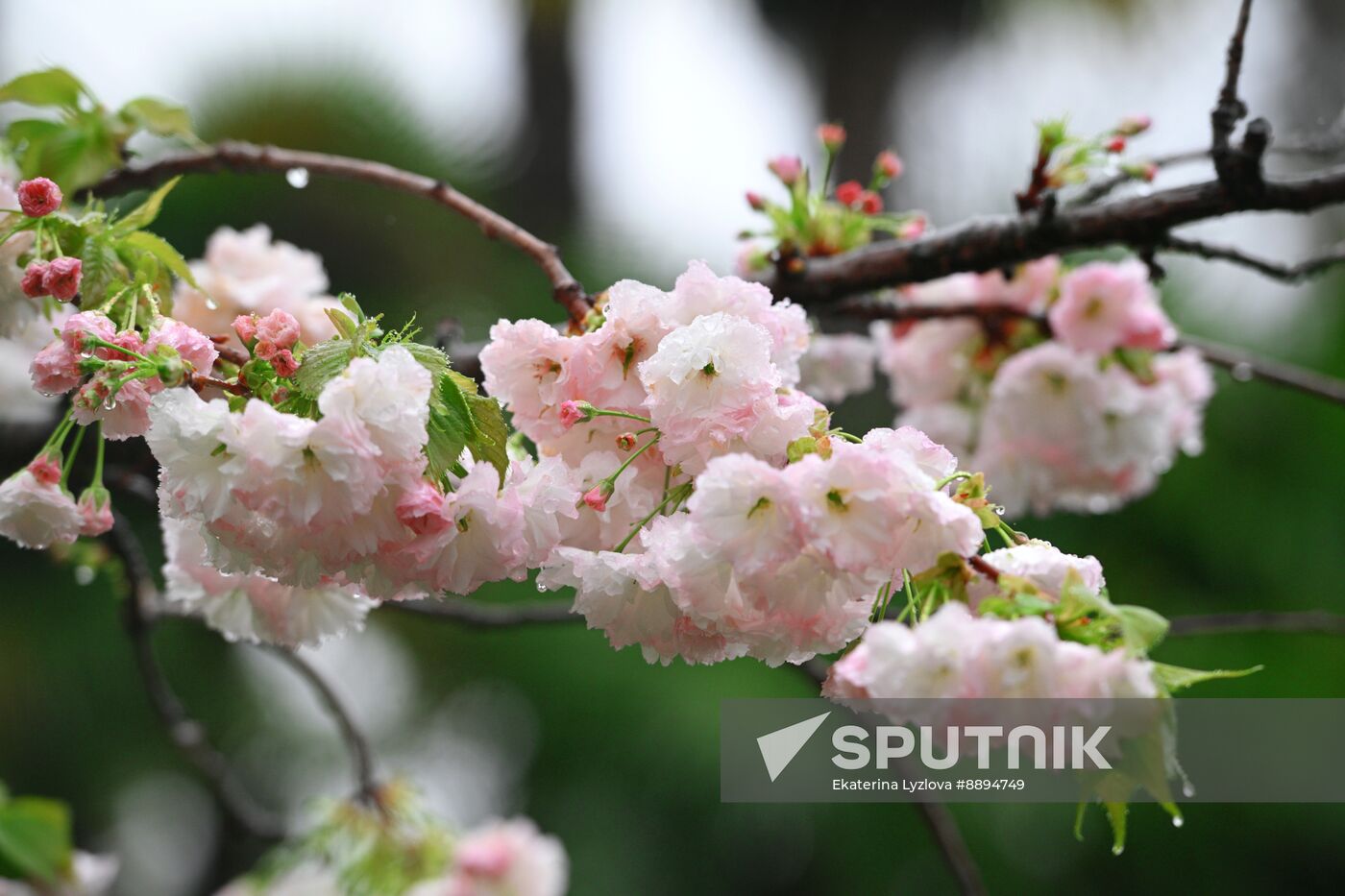 Russia Environment Cherry Blossom