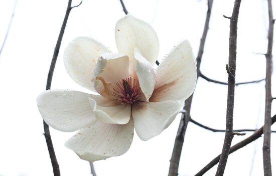 Russia Environment Cherry Blossom