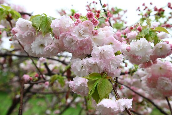 Russia Environment Cherry Blossom