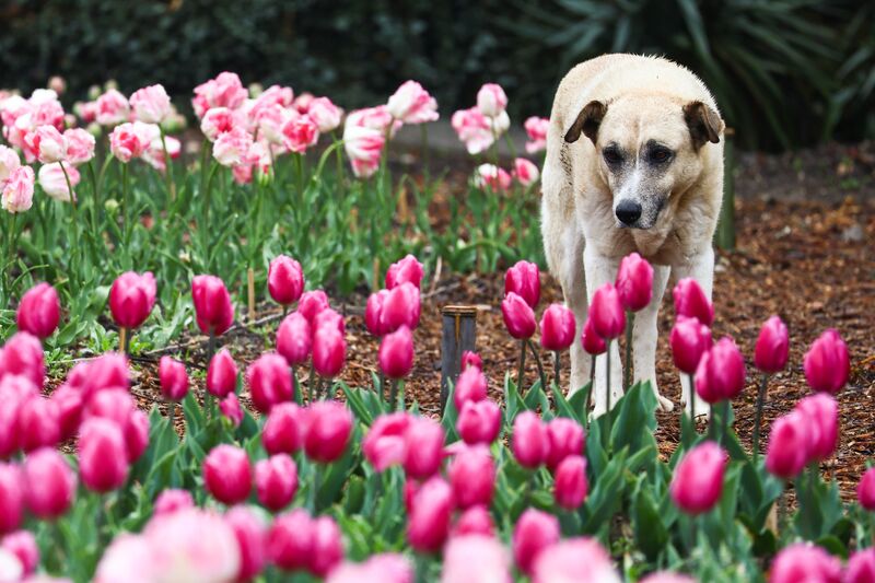 Awakening of Spring