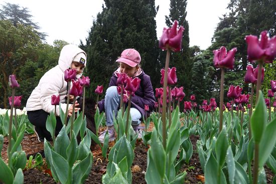 Russia Environment Tulips Exhibition