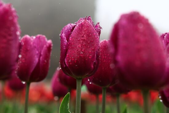 Russia Environment Tulips Exhibition