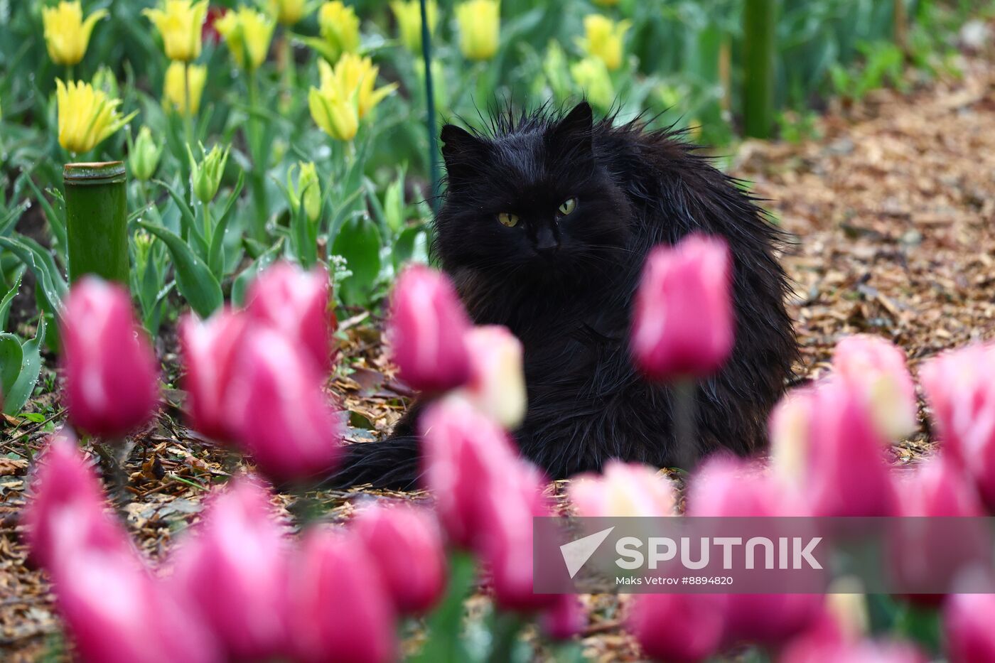 Russia Environment Tulips Exhibition