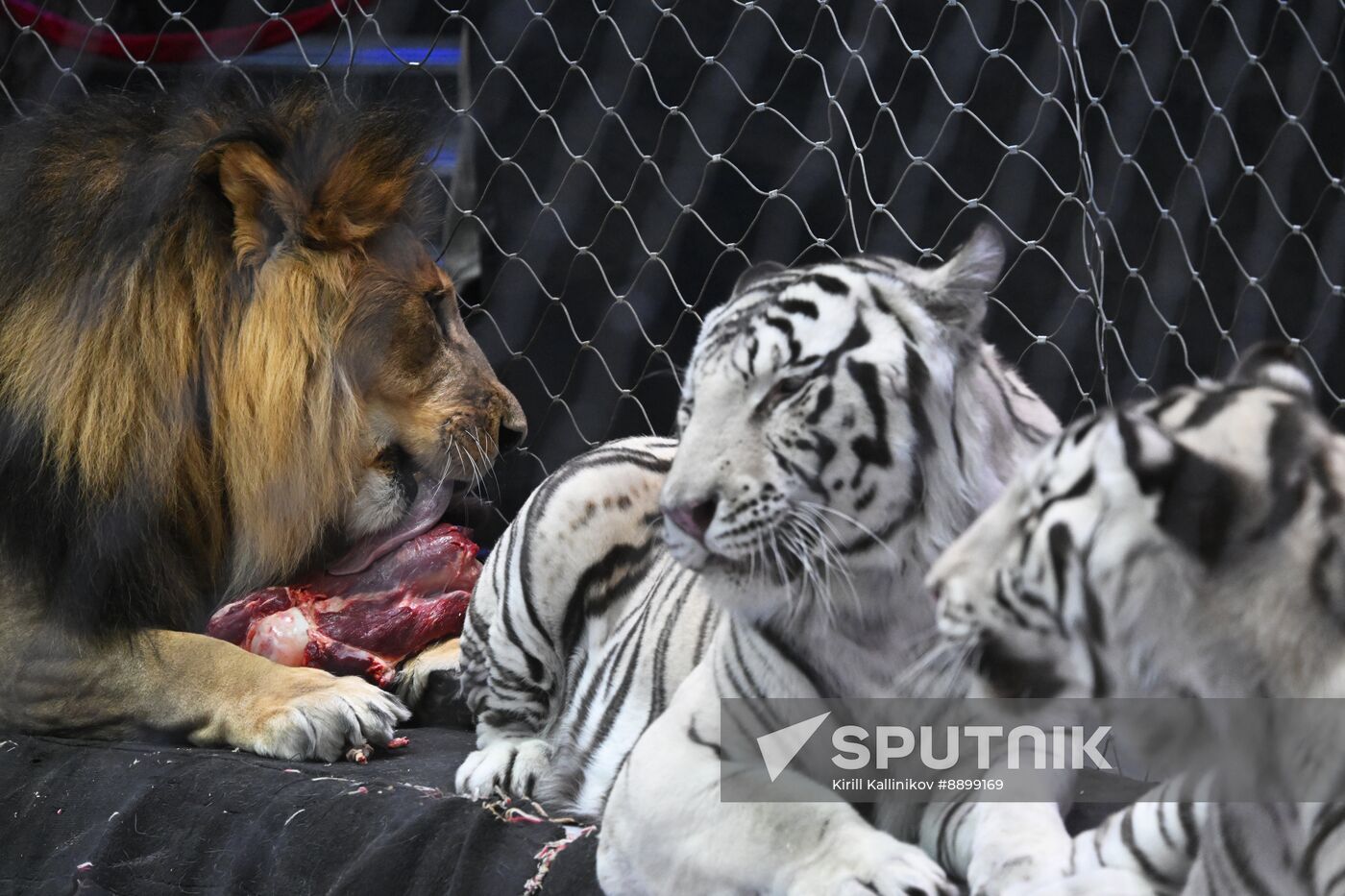 Russia Circus