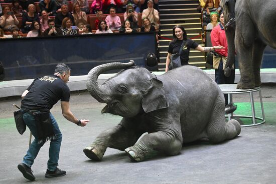 Russia Circus