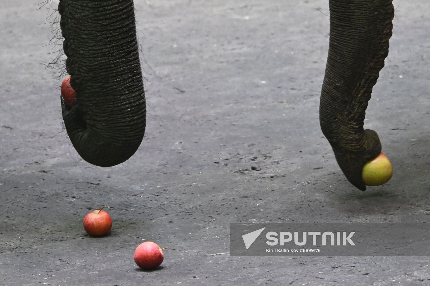 Russia Circus